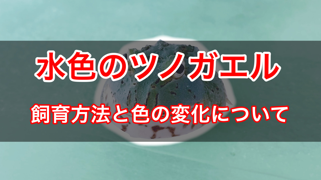 水色のクランウェルツノガエル スカイブルー の飼育方法と体色の変化の経過観察 ささき家の休日