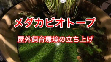 緑の絨毯のメダカビオトープの作り方 めだか鉢屋外飼育 ささき家の休日