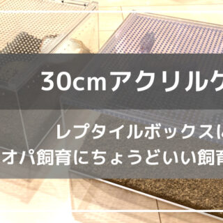 レプタイルボックスに激似の30×30cmアクリルケージの紹介｜ささき家の休日